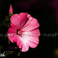 2007 08 29 029