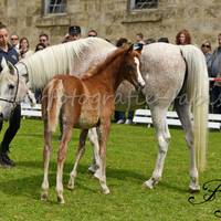D75 1181